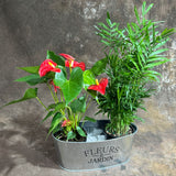 Lush Dish Garden with Anthurium Flower Plant & Parlour Palm – Indoor Plants in 4-Inch Pots – Stylish Greenery in Decorative Metal Planter - Gift Plant Set