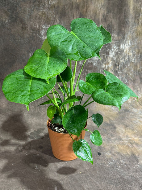 Monstera Deliciosa in 6" Self Watering Pot – Live Monstera Plant – Tropical Houseplant – Air-Purifying Indoor Plant – Easy Care & Low-Light Plant - Rare Tropical Plant for Home Déco