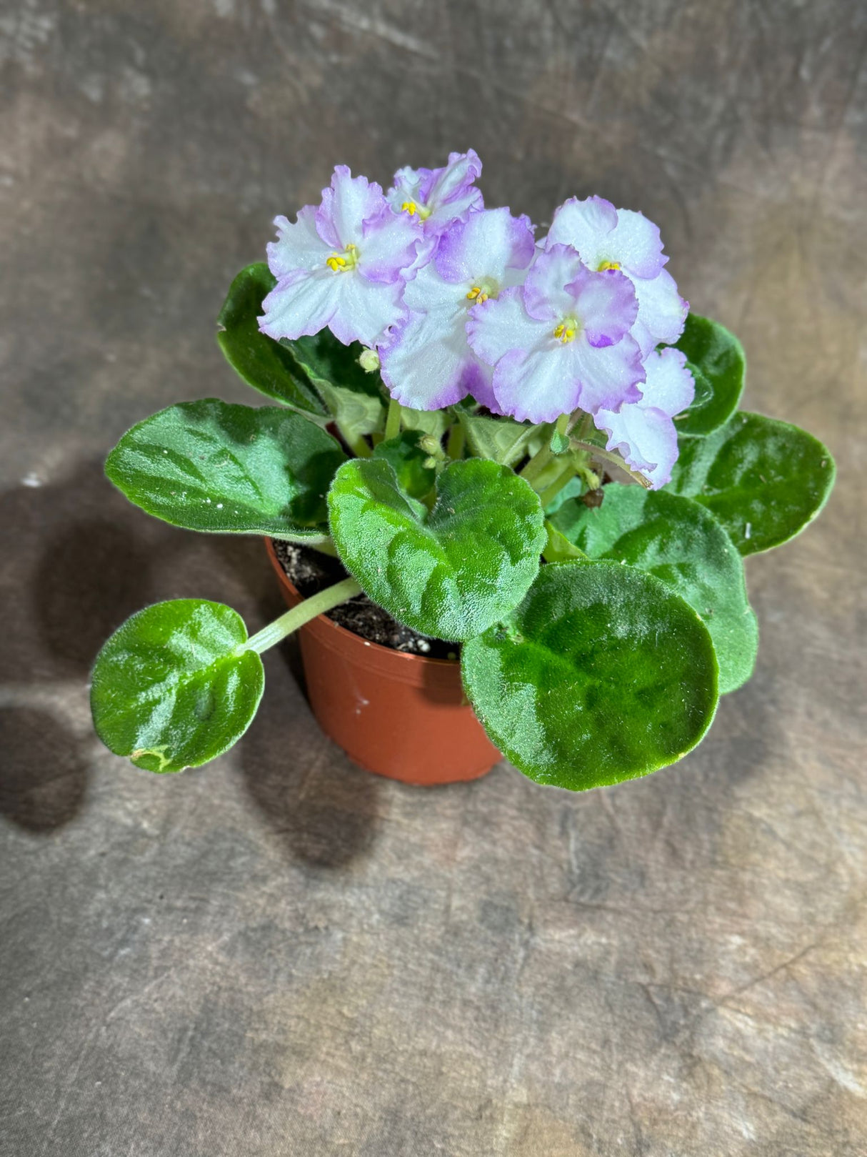African Violet White in 4” Self Watering Pot - Saintpaulia Ionantha - White Indoor Blooming Flower Plant