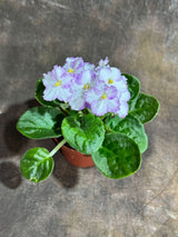 African Violet White in 4” Self Watering Pot - Saintpaulia Ionantha - White Indoor Blooming Flower Plant