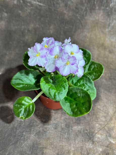African Violet White in 4” Self Watering Pot - Saintpaulia Ionantha - White Indoor Blooming Flower Plant (Copy)