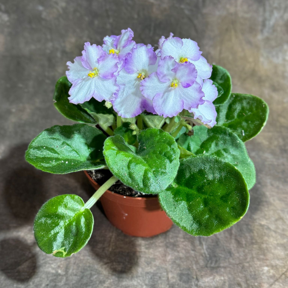 African Violet White in 4” Self Watering Pot - Saintpaulia Ionantha - White Indoor Blooming Flower Plant