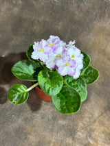 African Violet White in 4” Self Watering Pot - Saintpaulia Ionantha - White Indoor Blooming Flower Plant