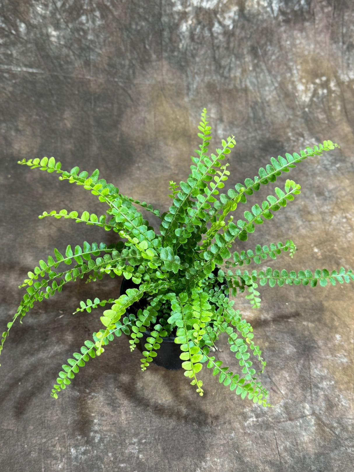 Nephrolepis Cordifolia "Duffii" Fern in a 4" Grow Pot - Fishbone Fern - Lemon Button Fern - Tropical Houseplant