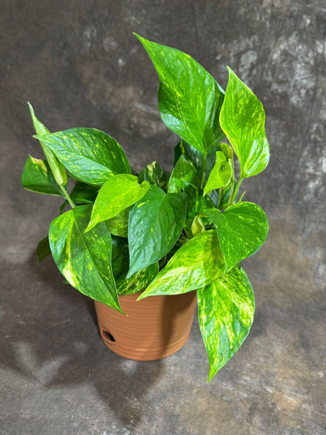 Golden Pothos in 4" Self-Watering Pot – Epipremnum Aureum – Vining Houseplant – Air-Purifying Plant – Easy Care Hanging Pothos – Indoor Climbing Vine Plant