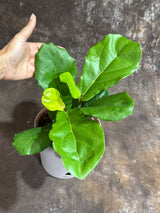 Fiddle Leaf Fig Tree in a 6" Self Watering Pot – Ficus Lyrata - Easy-Care Indoor Plant – Live Fiddle Fig Tree - Tropical Houseplant