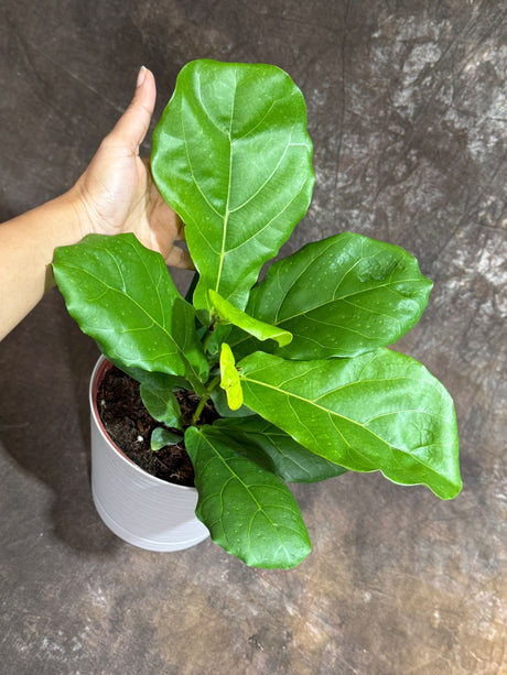 Fiddle Leaf Fig Tree in a 6" Self Watering Pot – Ficus Lyrata - Easy-Care Indoor Plant – Live Fiddle Fig Tree - Tropical Houseplant