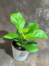 Fiddle Leaf Fig Tree in a 6" Self Watering Pot – Ficus Lyrata - Easy-Care Indoor Plant – Live Fiddle Fig Tree - Tropical Houseplant