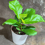 Fiddle Leaf Fig Tree in a 6" Self Watering Pot – Ficus Lyrata - Easy-Care Indoor Plant – Live Fiddle Fig Tree - Tropical Houseplant