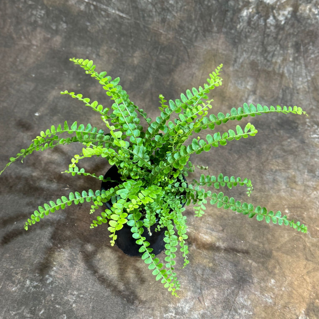 Nephrolepis Cordifolia "Duffii" Fern in a 4" Grow Pot - Fishbone Fern - Lemon Button Fern - Tropical Houseplant