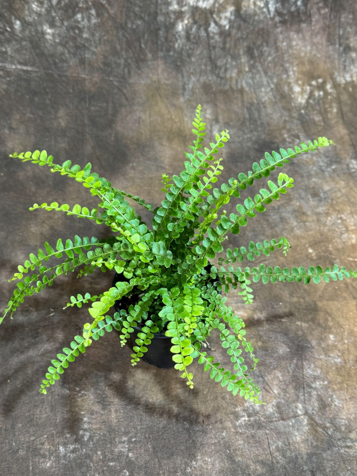 Nephrolepis Cordifolia "Duffii" Fern in a 4" Grow Pot - Fishbone Fern - Lemon Button Fern - Tropical Houseplant