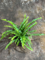 Nephrolepis Cordifolia "Duffii" Fern in a 4" Grow Pot - Fishbone Fern - Lemon Button Fern - Tropical Houseplant