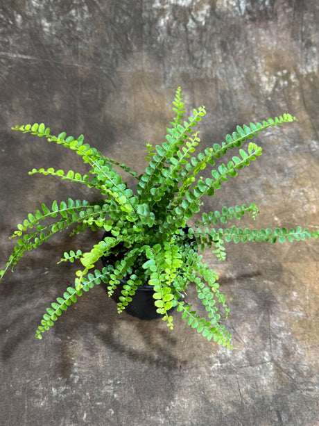 Nephrolepis Cordifolia "Duffii" Fern in a 4" Grow Pot - Fishbone Fern - Lemon Button Fern - Tropical Houseplant