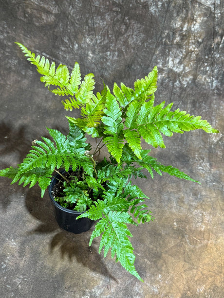 Dryopteris wallichiana in a 4" Grow Pot - Wallich's Alpine Wood Fern - Tropical Houseplant - Air-Purifying Plant