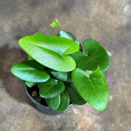 Hemionitis Arifolia 'Heart Leaf' Fern in a 4" Grow Pot - Tropical Indoor Plant - Low Light & Easy-Care Houseplant