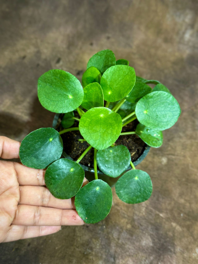 is coin plant indoor Pilea Peperomioides