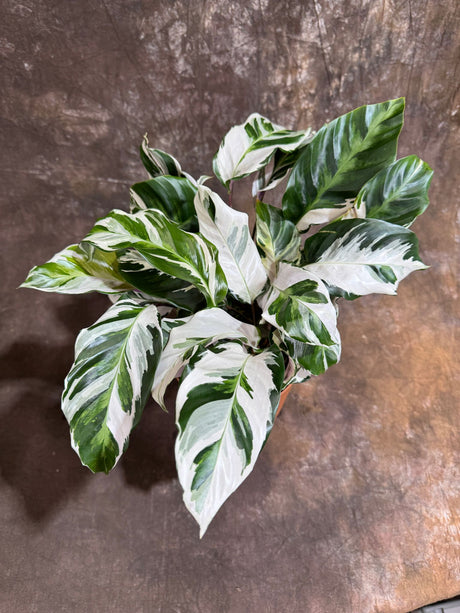 Calathea Stella in a 6" Grow Pot – Calathea White Fusion – Low Light Calathea White Fusion Plant - Easy Care Tropical Houseplant - Variegated Indoor Plant
