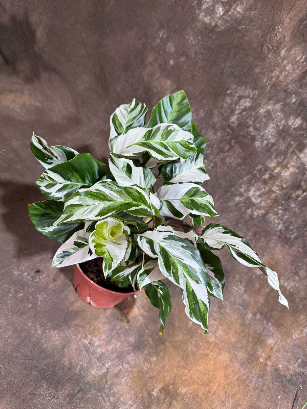 Calathea Stella in a 6" Grow Pot – Calathea White Fusion – Low Light Calathea White Fusion Plant - Easy Care Tropical Houseplant - Variegated Indoor Plant