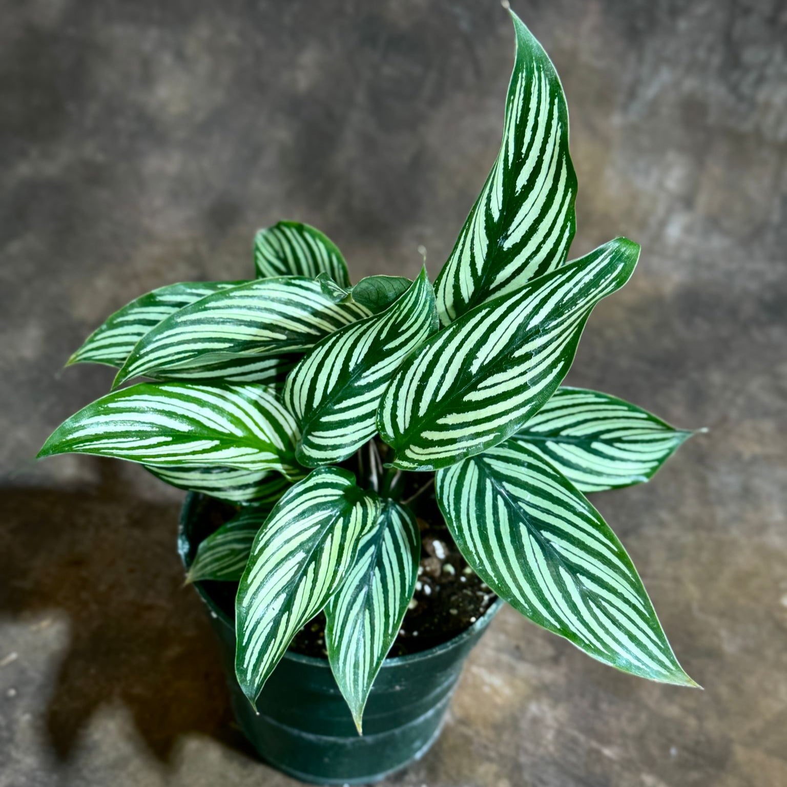 mini calathea Calathea 'Vittata' Size 4 Pot