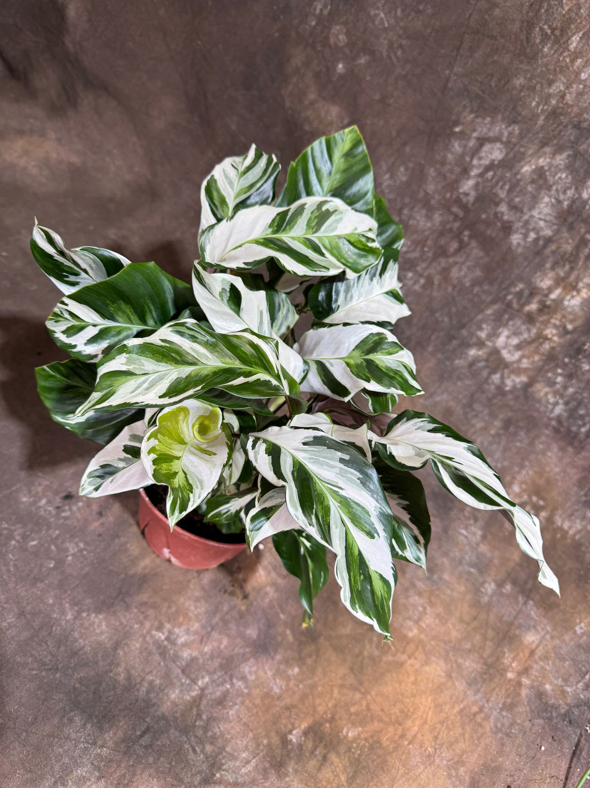 Calathea Stella in a 6" Grow Pot – Calathea White Fusion – Low Light Calathea White Fusion Plant - Easy Care Tropical Houseplant - Variegated Indoor Plant