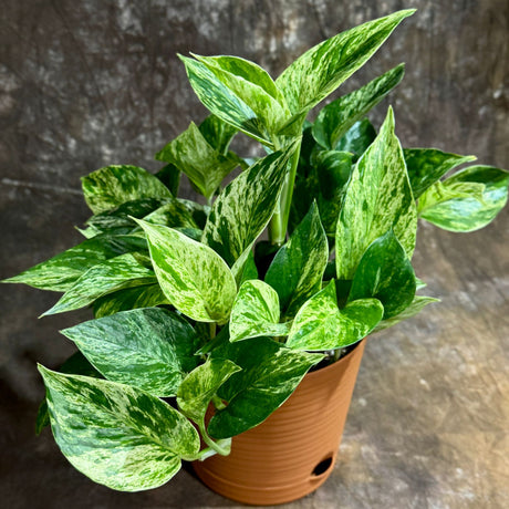 Marble Queen Pothos in 6” Self-Watering Pot – Epipremnum 'Snow Queen' – Variegated Indoor Vining Plant – Easy-Care Low Light Trailing Houseplant