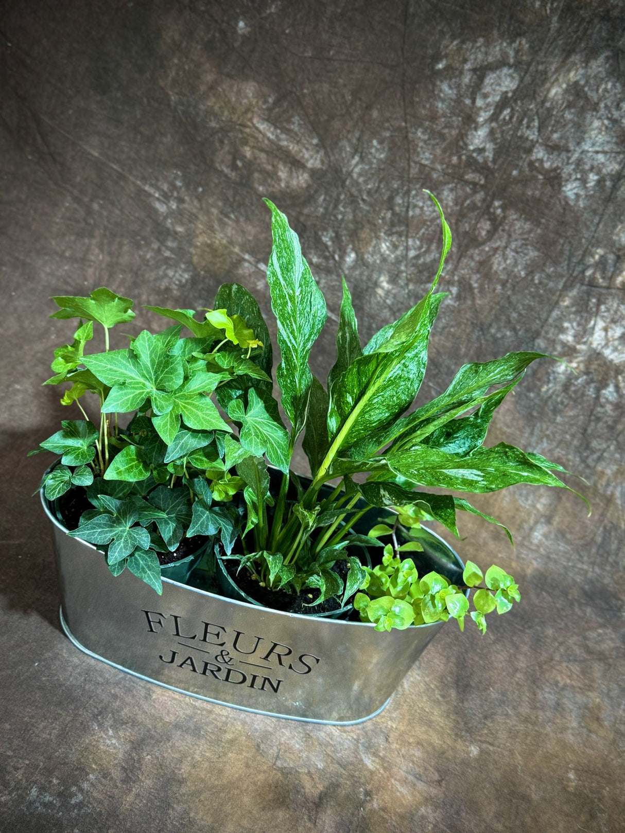 Live Indoor Plant Set – 3 Houseplant Gift Set with Peace Lily, Ivy, and Callisia Gold in Decorative Tray – Stylish Greenery for Home or Office