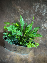 Live Indoor Plant Set – 3 Houseplant Gift Set with Peace Lily, Ivy, and Callisia Gold in Decorative Tray – Stylish Greenery for Home or Office