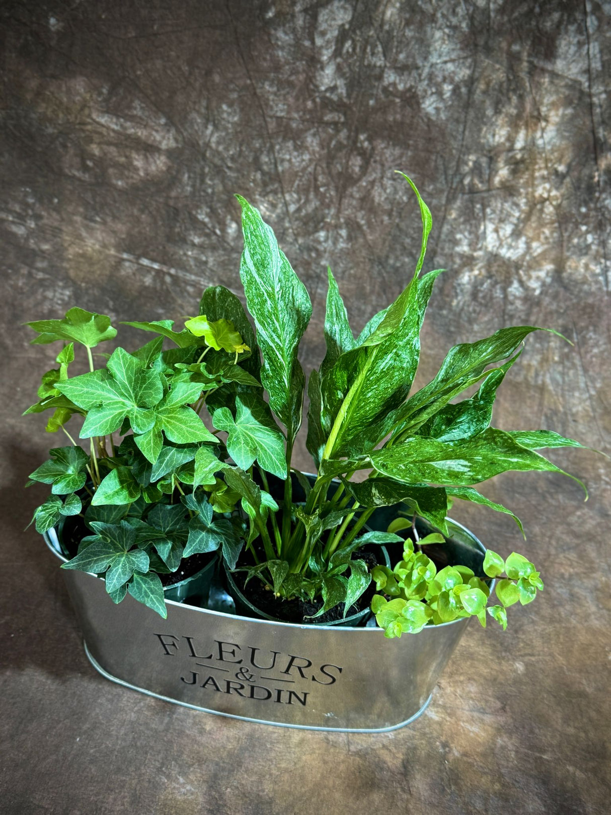 Live Indoor Plant Set – 3 Houseplant Gift Set with Peace Lily, Ivy, and Callisia Gold in Decorative Tray – Stylish Greenery for Home or Office