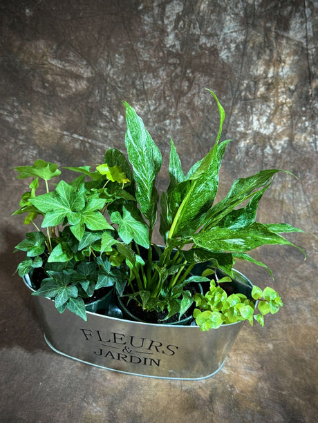 Live Indoor Plant Set – 3 Houseplant Gift Set with Peace Lily, Ivy, and Callisia Gold in Decorative Tray – Stylish Greenery for Home or Office
