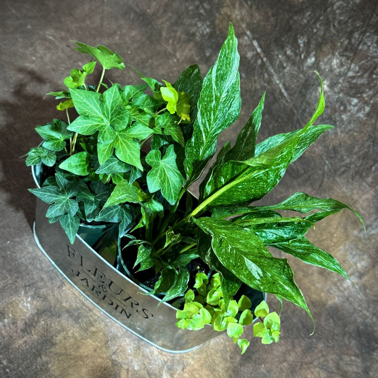 Live Indoor Plant Set – 3 Houseplant Gift Set with Peace Lily, Ivy, and Callisia Gold in Decorative Tray – Stylish Greenery for Home or Office
