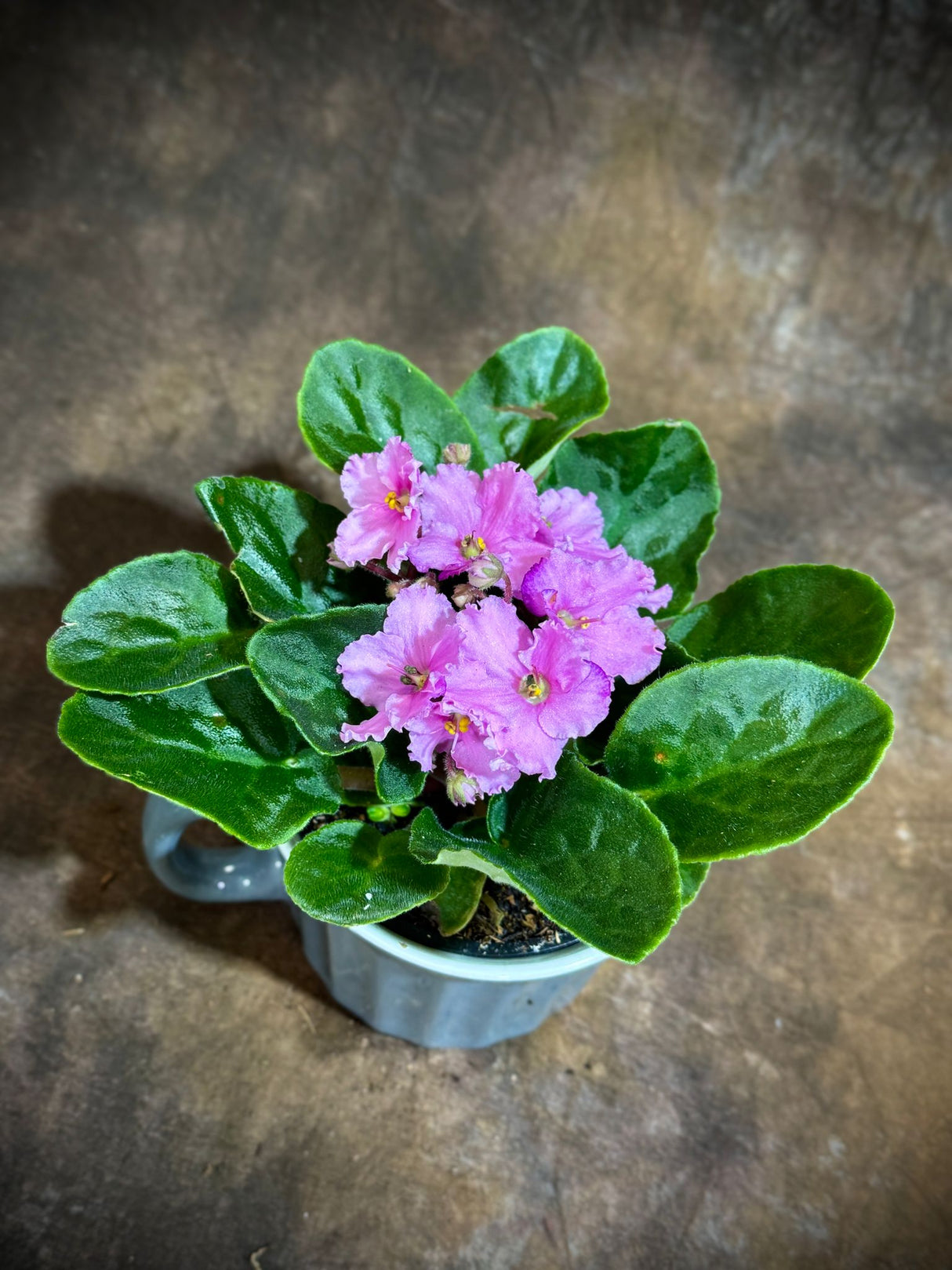 African Violet Pink in 4” Ceramic Cup - Saintpaulia Ionantha - Pink Indoor Blooming Flower Plant