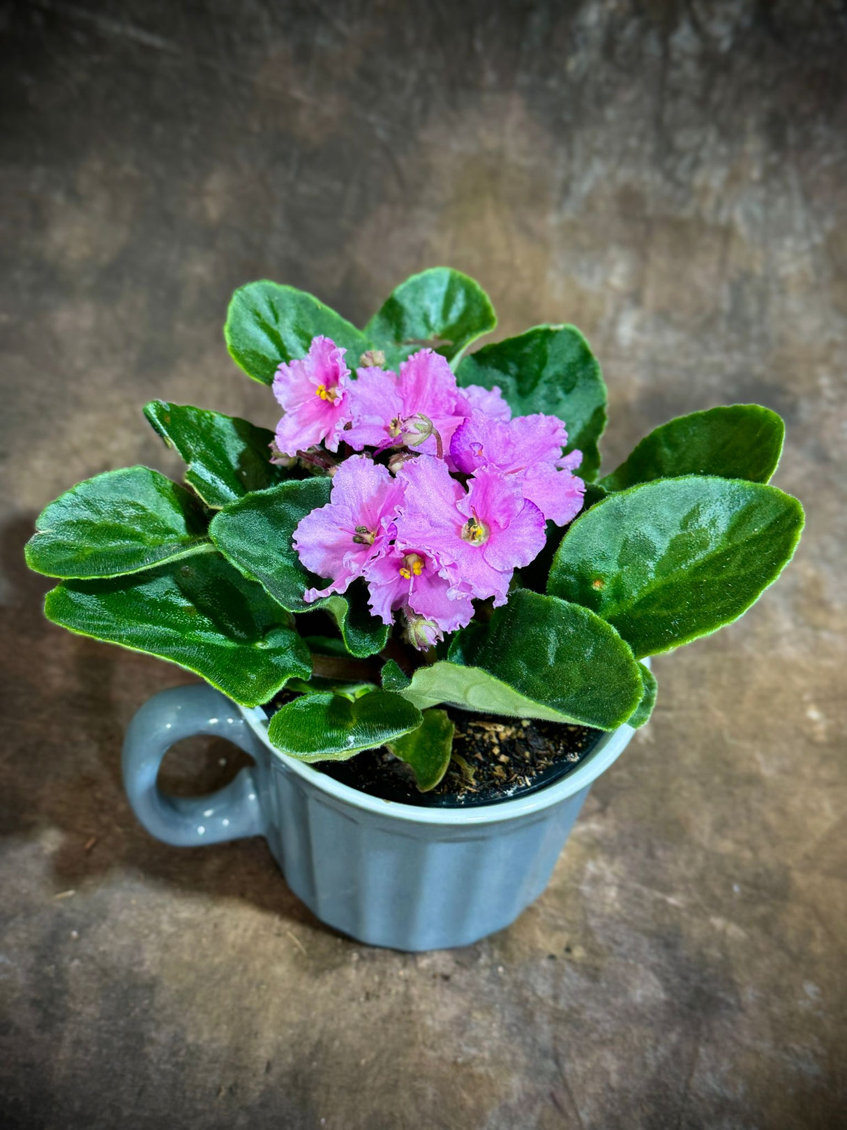 African Violet Pink in 4” Ceramic Cup - Saintpaulia Ionantha - Pink Indoor Blooming Flower Plant