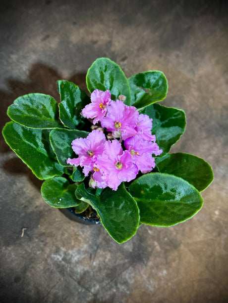 African Violet Pink in 4” Ceramic Cup - Saintpaulia Ionantha - Pink Indoor Blooming Flower Plant