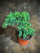 Juniper Procumbens in a 4" Grow Pot  – Live Bonsai Tree – Dwarf Japanese Garden Bonsai