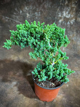 Juniper Procumbens in a 4" Grow Pot  – Live Bonsai Tree – Dwarf Japanese Garden Bonsai