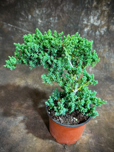 Juniper Procumbens in a 4" Grow Pot  – Live Bonsai Tree – Dwarf Japanese Garden Bonsai