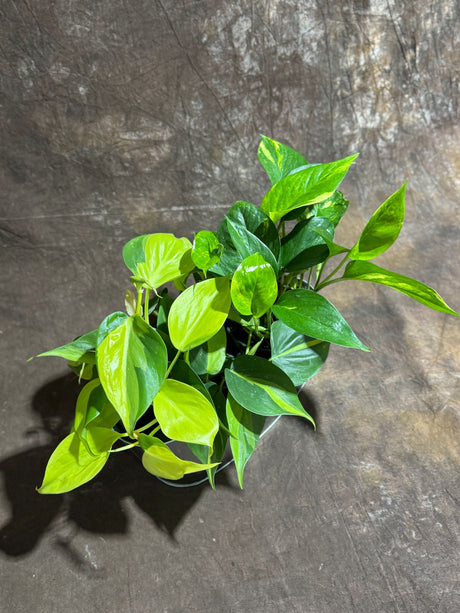 Set of 2 Live Indoor Plants – Brazil Philodendron & Golden Pothos in 4-Inch Pots – Decorative Metal Tray Included – Easy Care Houseplants for Home or Office Décor