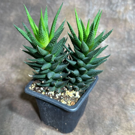 Haworthia Attenuata in a 3" Grow Pot – Fasciata Zebra Plant – Live Succulent Cactus  – Mini Indoor Cacti – Haworthia Fasciata Succulent