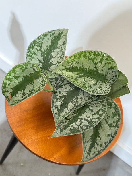 Scindapsus Silver Exotica in a 4" Grow Pot - Silver Satin Pothos Plant – Scindapsus Pictus Exotica Argyraeus