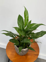 Variegated Peace Lily in a 4" Grow Plant – Indoor Flowering Plant – Easy Care Lily Plant - Low Maintenance Houseplant