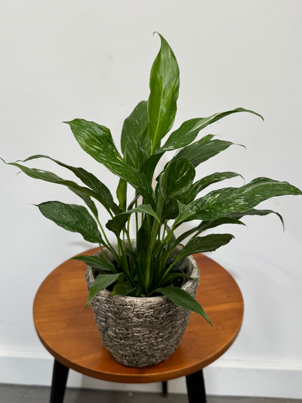 Variegated Peace Lily in a 4" Grow Plant – Indoor Flowering Plant – Easy Care Lily Plant - Low Maintenance Houseplant