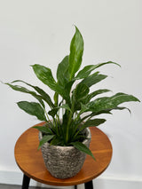 Variegated Peace Lily in a 4" Grow Plant – Indoor Flowering Plant – Easy Care Lily Plant - Low Maintenance Houseplant