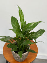 Variegated Peace Lily in a 4" Grow Plant – Indoor Flowering Plant – Easy Care Lily Plant - Low Maintenance Houseplant