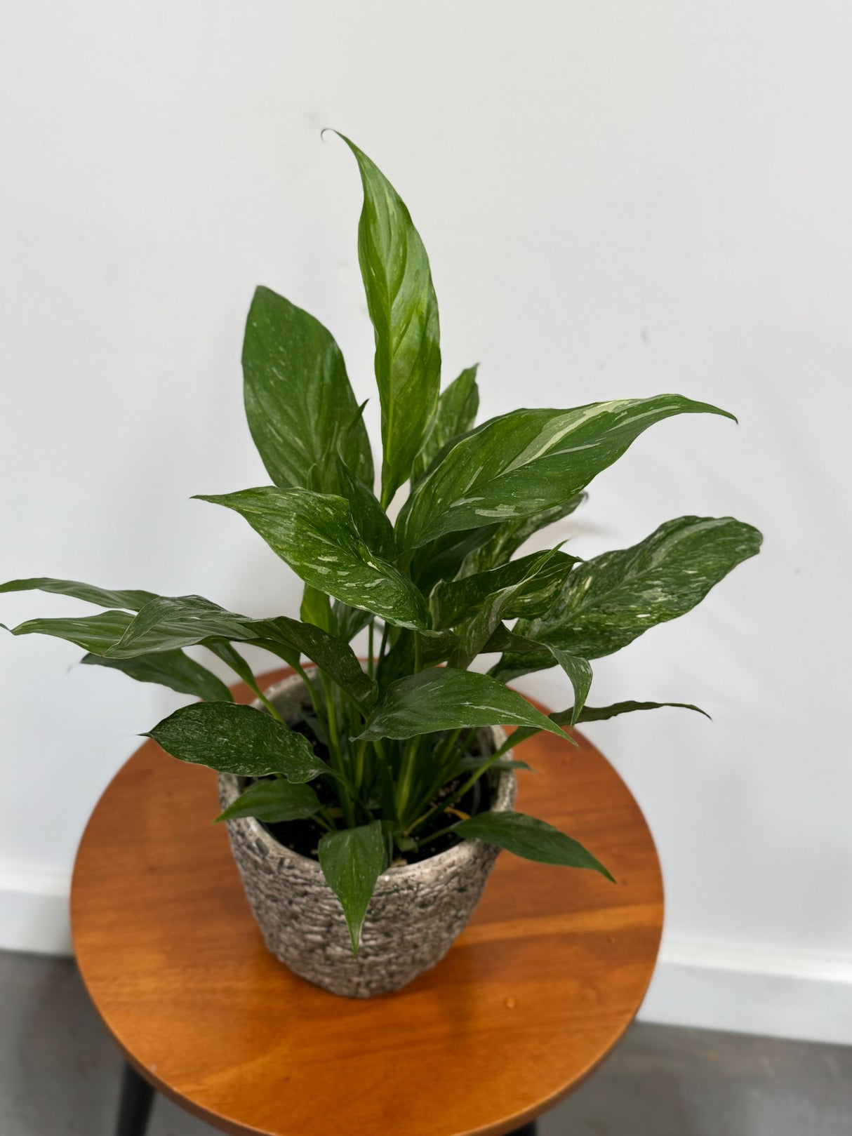 Variegated Peace Lily in a 4" Grow Plant – Indoor Flowering Plant – Easy Care Lily Plant - Low Maintenance Houseplant