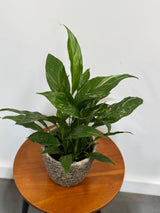 Variegated Peace Lily in a 4" Grow Plant – Indoor Flowering Plant – Easy Care Lily Plant - Low Maintenance Houseplant