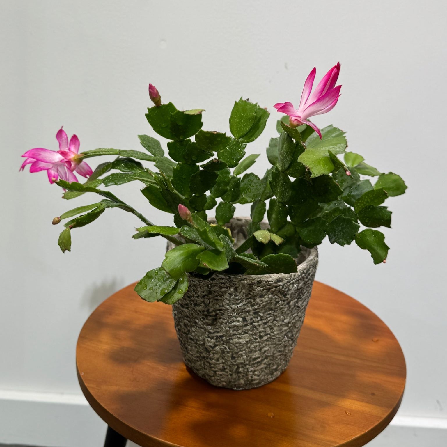 Cactus Collection – PlantVers Houseplants
