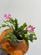 Schlumbergera Bridgesii in 4" Grow Pot - Christmas Cactus – Indoor Succulent Plant - Easy Low Maintenance Houseplant