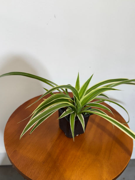 Variegated Spider Plant in a 2" Grow Pot – Chlorophytum Comosum – Live Air Purifying Plant - Low Light Indoor Houseplant – Easy Care Tropical Plant