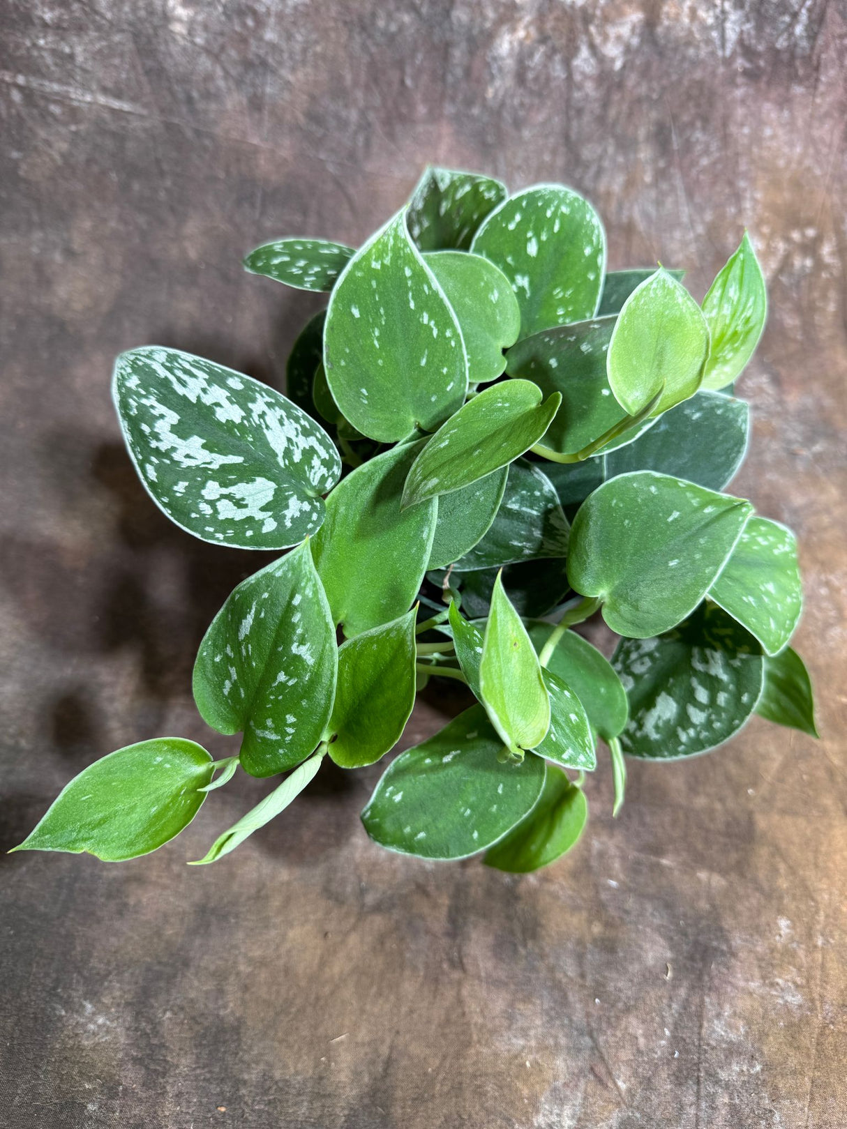 Silver Pothos in a 4" Grow Pot – Scindapsus Exotica - Silver Satin Pothos – Scindapsus Argyraeus - Easy Care Vining Indoor Plant