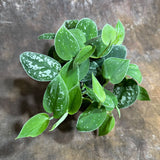 Silver Pothos in a 4" Grow Pot – Scindapsus Exotica - Silver Satin Pothos – Scindapsus Argyraeus - Easy Care Vining Indoor Plant